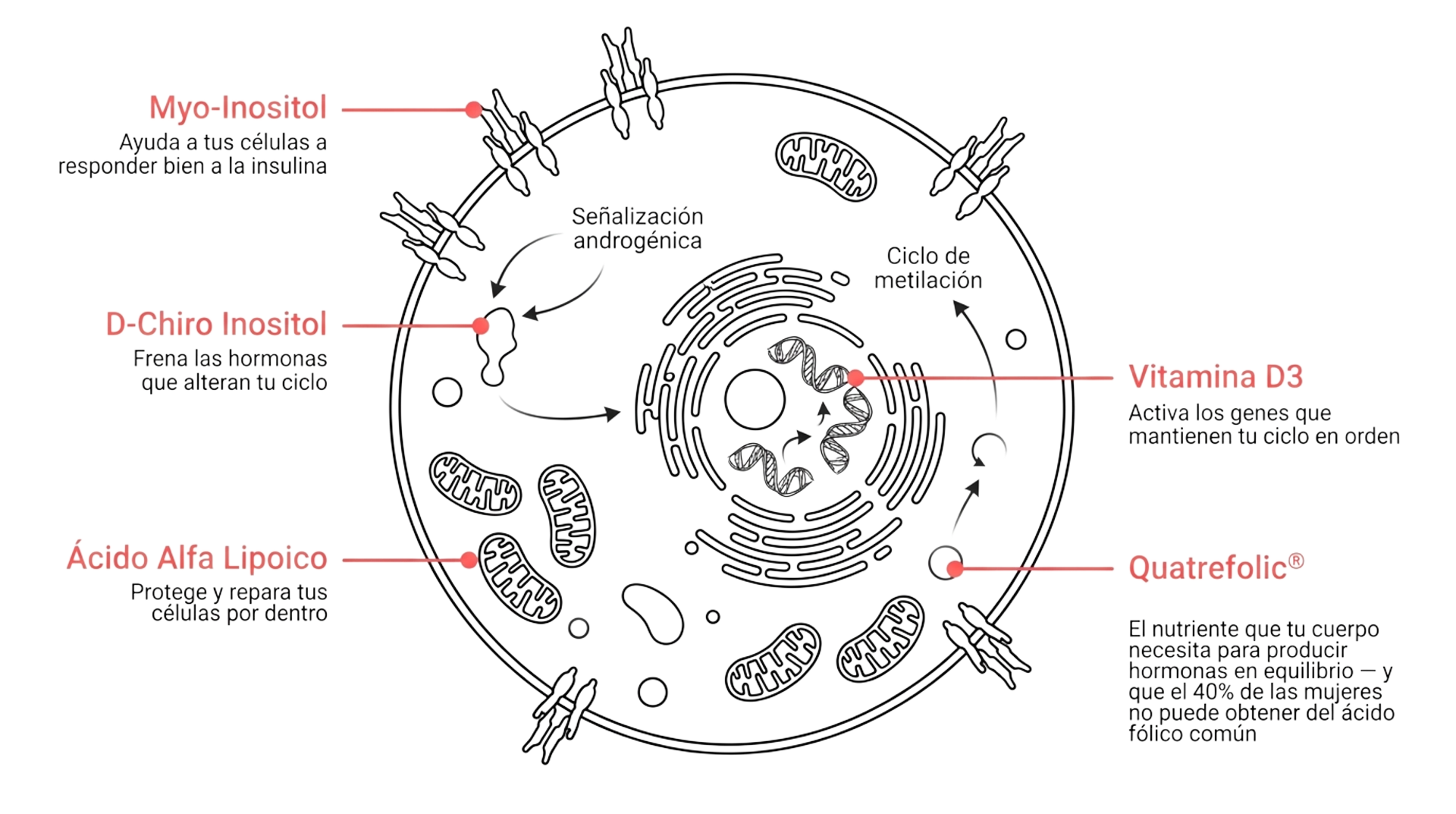 Cómo actúa sync en la célula — diagrama de mecanismo